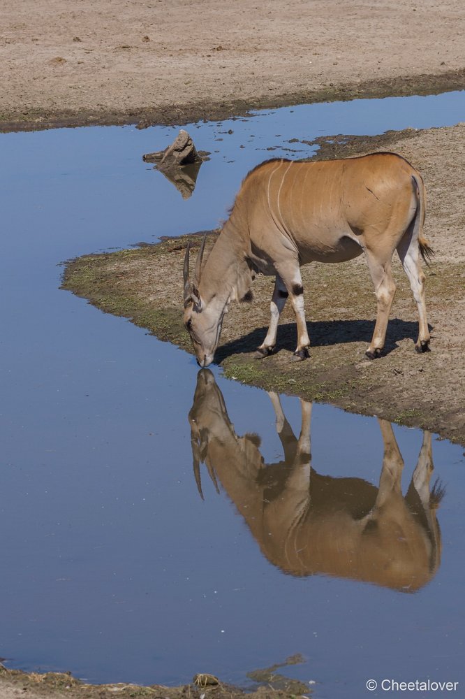 DSC00069.JPG - Elandantilope