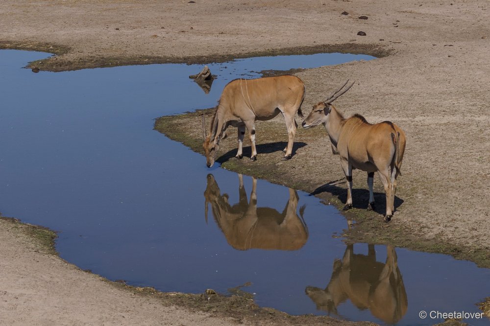 DSC00072.JPG - Elandantilope