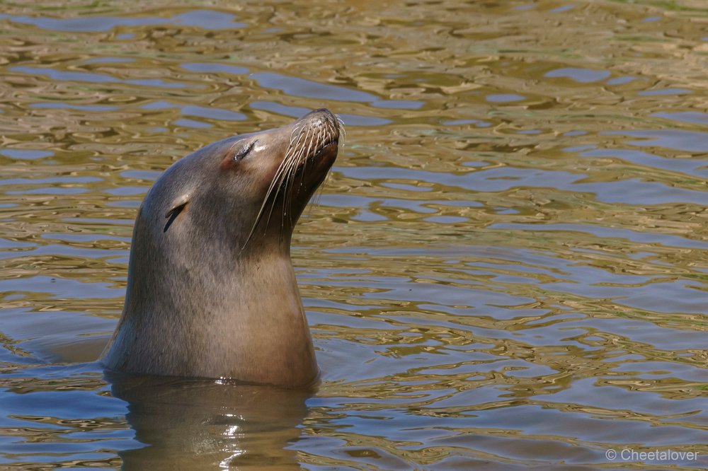 DSC00134.JPG - Zeehond