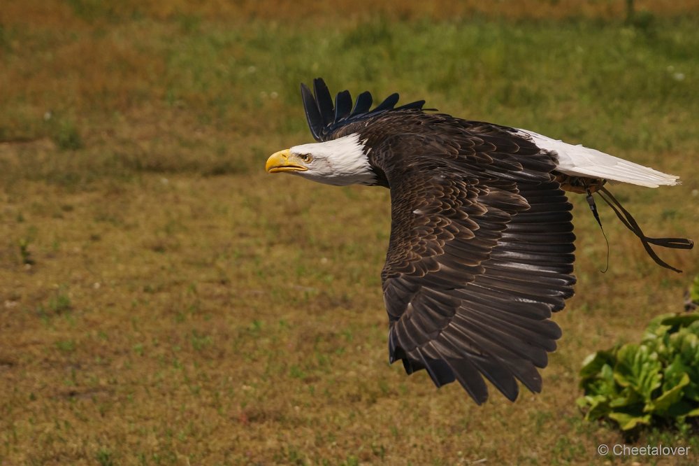 DSC00778.JPG - Amerikaanse Zeearend