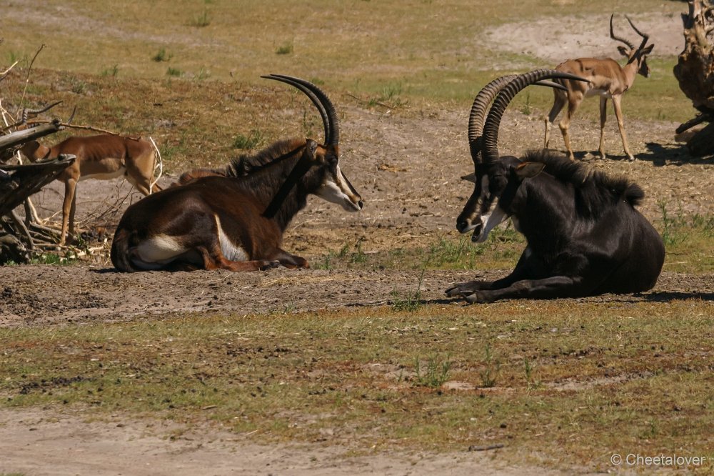 DSC00871.JPG - Zwarte Paardantilope