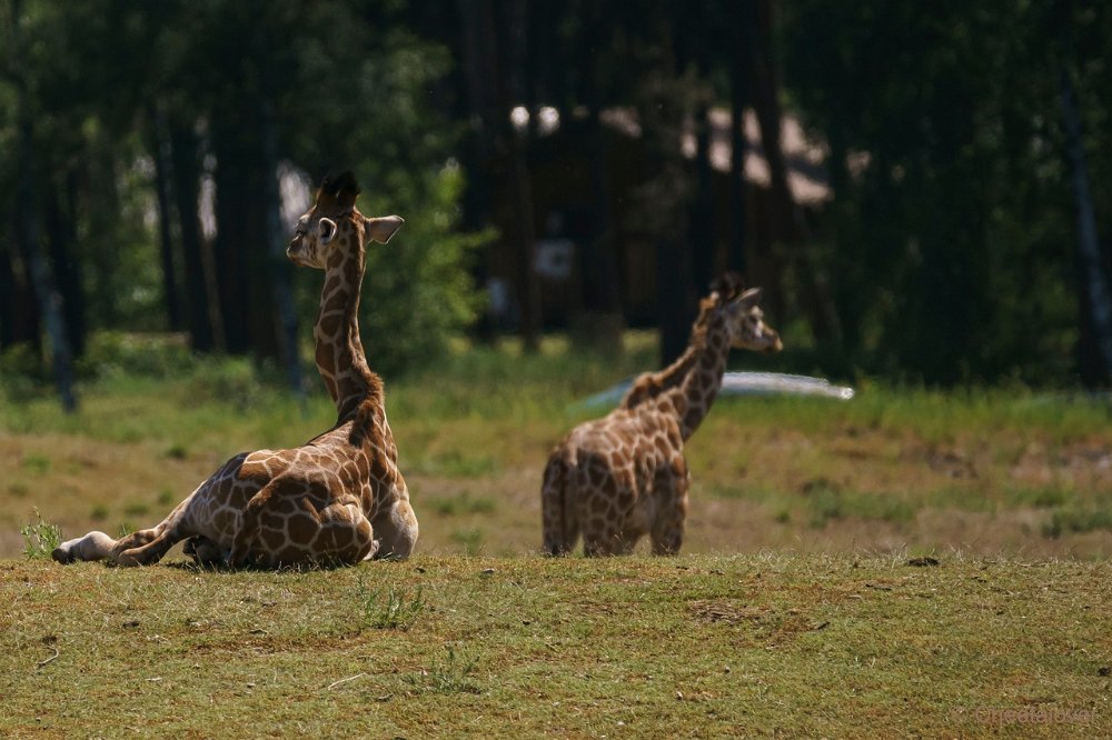 DSC00899.JPG - Nubische Giraffe