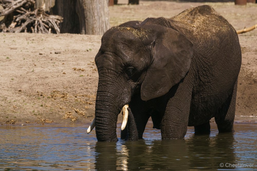 DSC00918.JPG - Afrikaanse Olifant