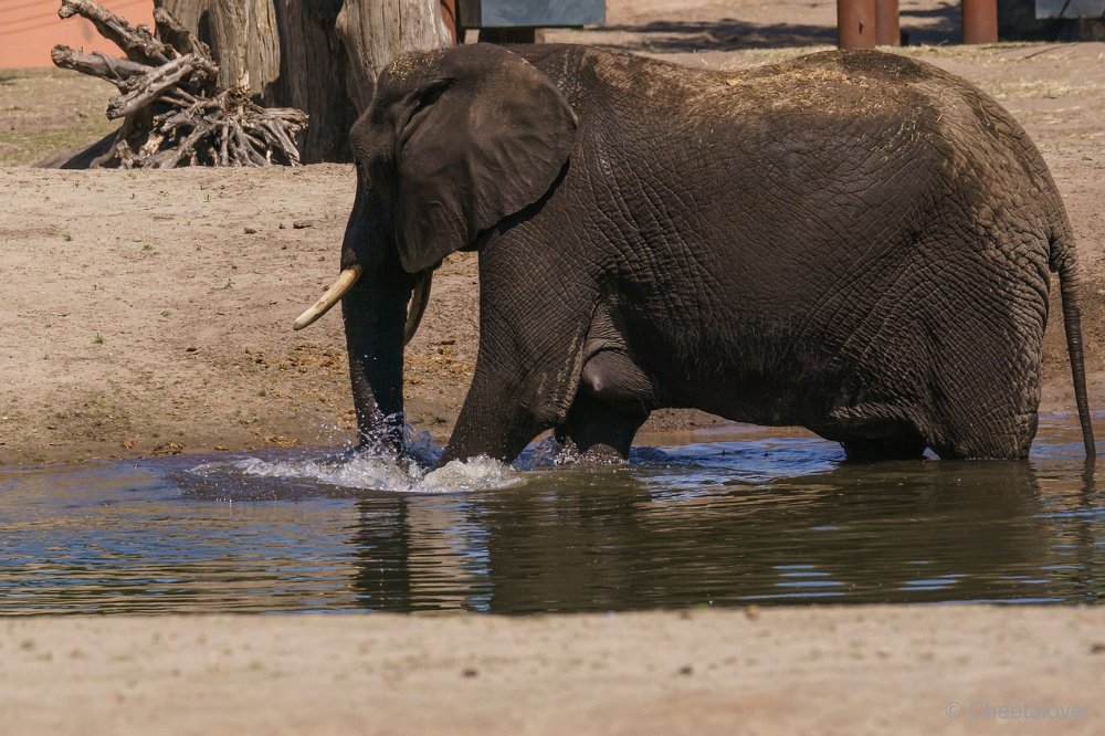 DSC00928.JPG - Afrikaanse Olifant