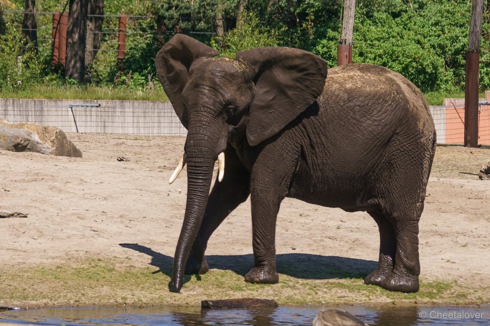 DSC00933.JPG - Afrikaanse Olifant