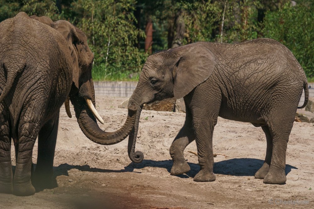 DSC00964.JPG - Afrikaanse Olifant