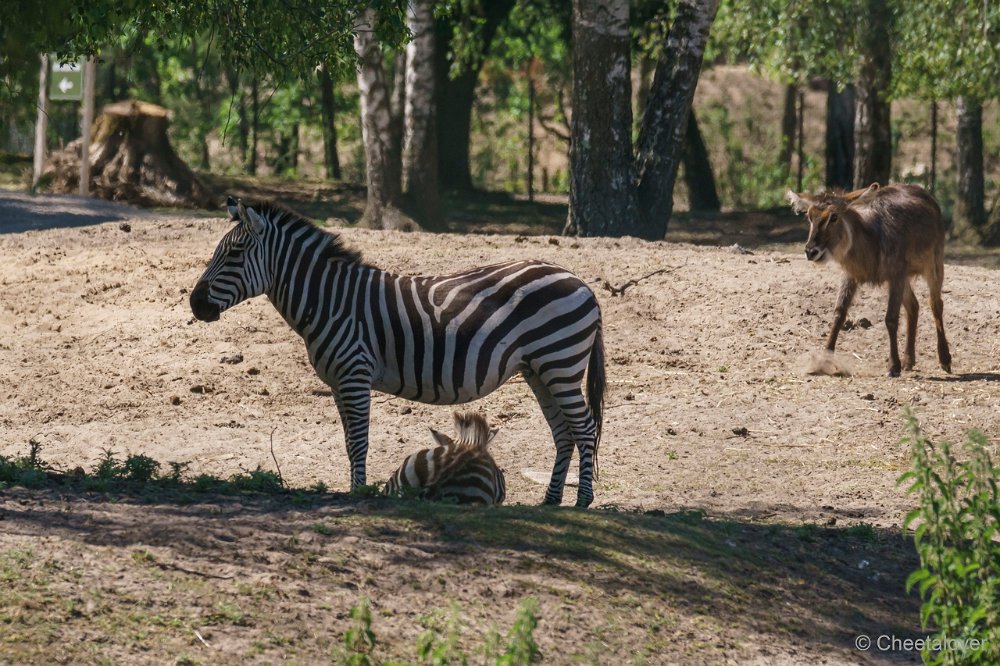 DSC01088.JPG - Grant Zebra en Ellipswaterbok