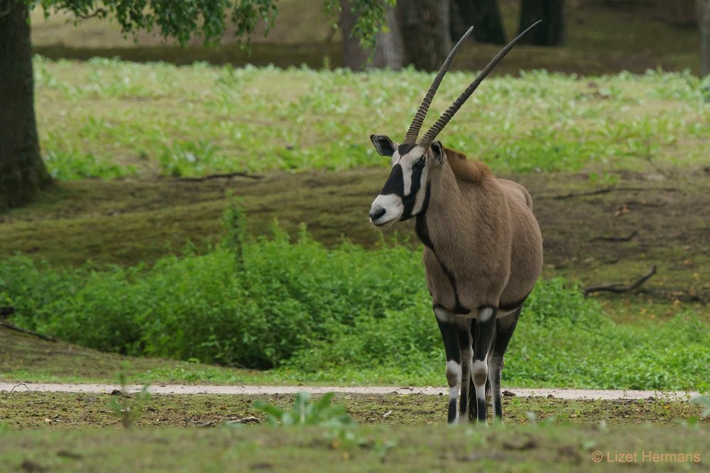 DSC00006.JPG - Gemsbok