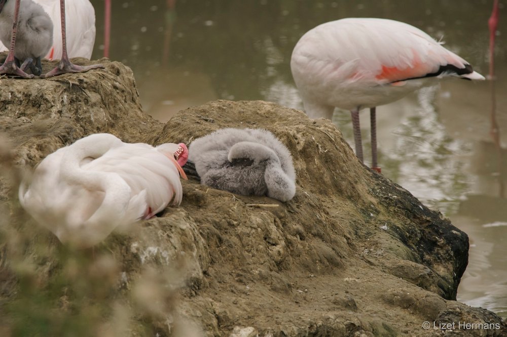 DSC00075.JPG -  Europese Flamingo