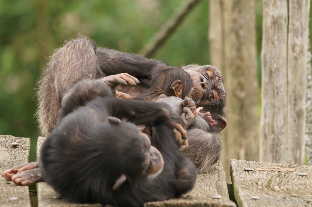 DSC00091.JPG - West-Afrikaanse Chimpansee