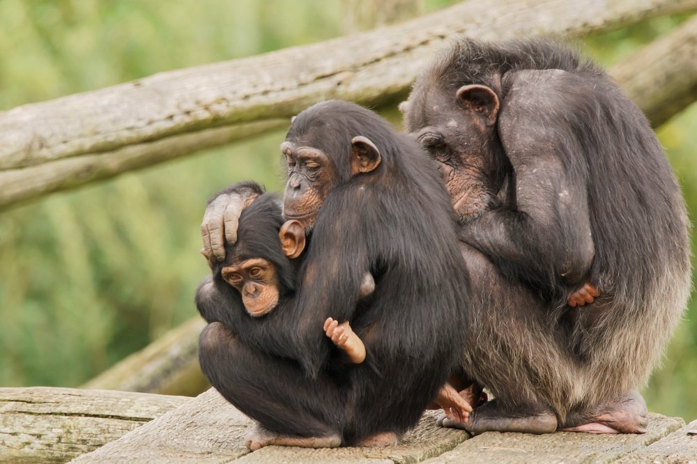 DSC00120.JPG - West-Afrikaanse Chimpansee