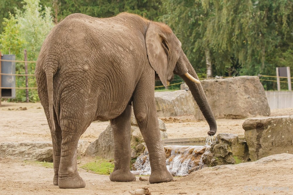 DSC00850.JPG - Afrikaanse Olifant