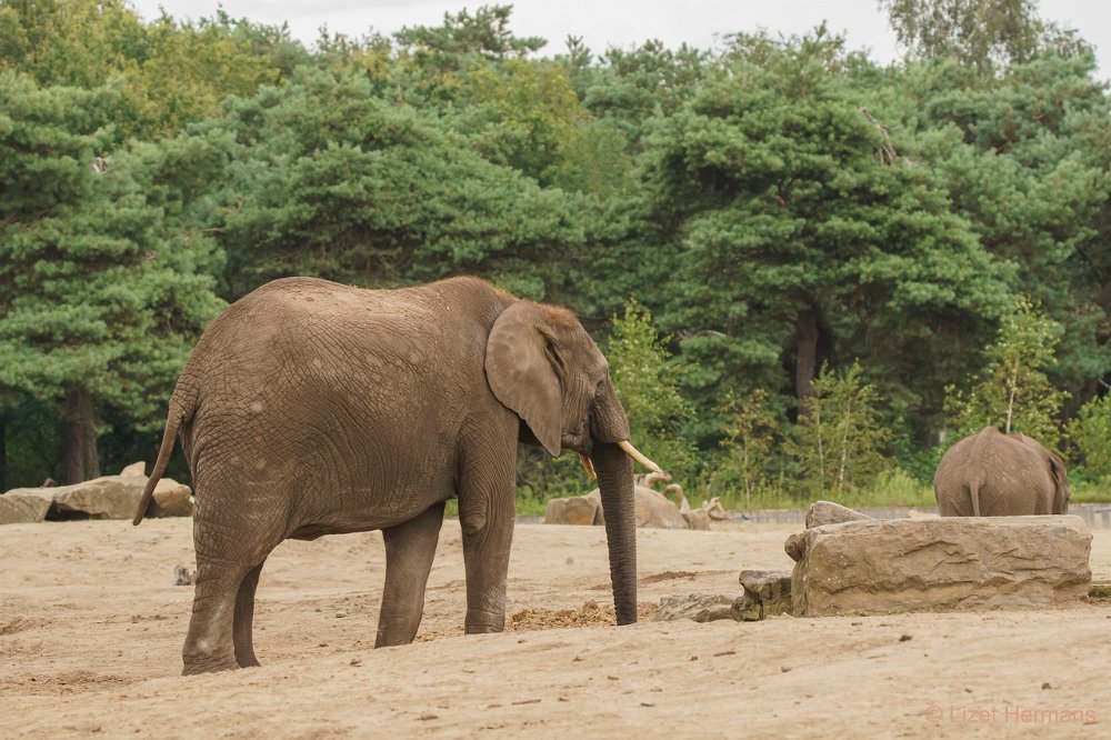 DSC00856.JPG - Afrikaanse Olifant