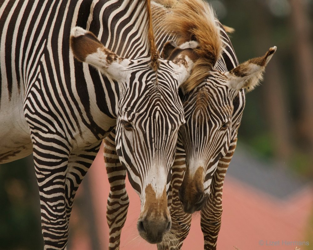 DSC00858.JPG - Grevy Zebra