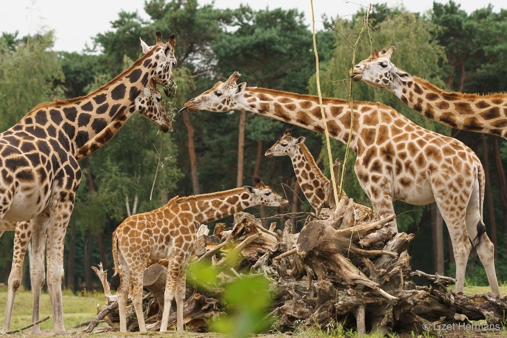 DSC00864.JPG - Nubisch Giraffe