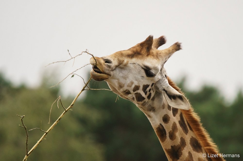 DSC00884.JPG - Nubisch Giraffe