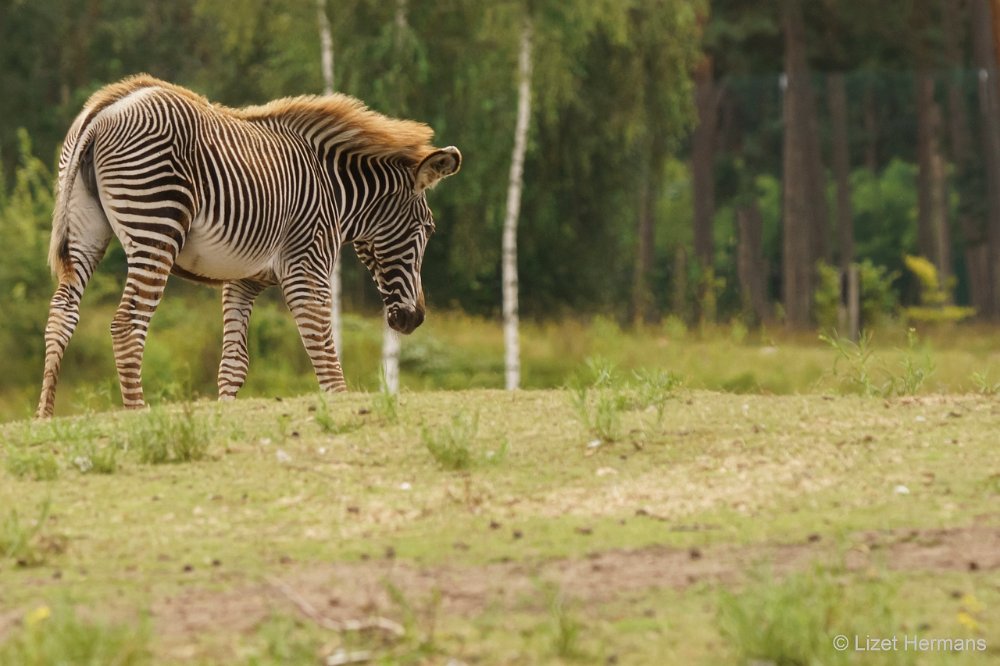 DSC00889.JPG - Grevy Zebra