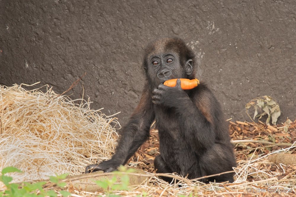 DSC00010.JPG - Westelijke laaglandgorilla