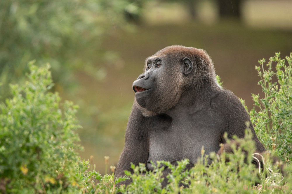 DSC00015.JPG - Westelijke laaglandgorilla