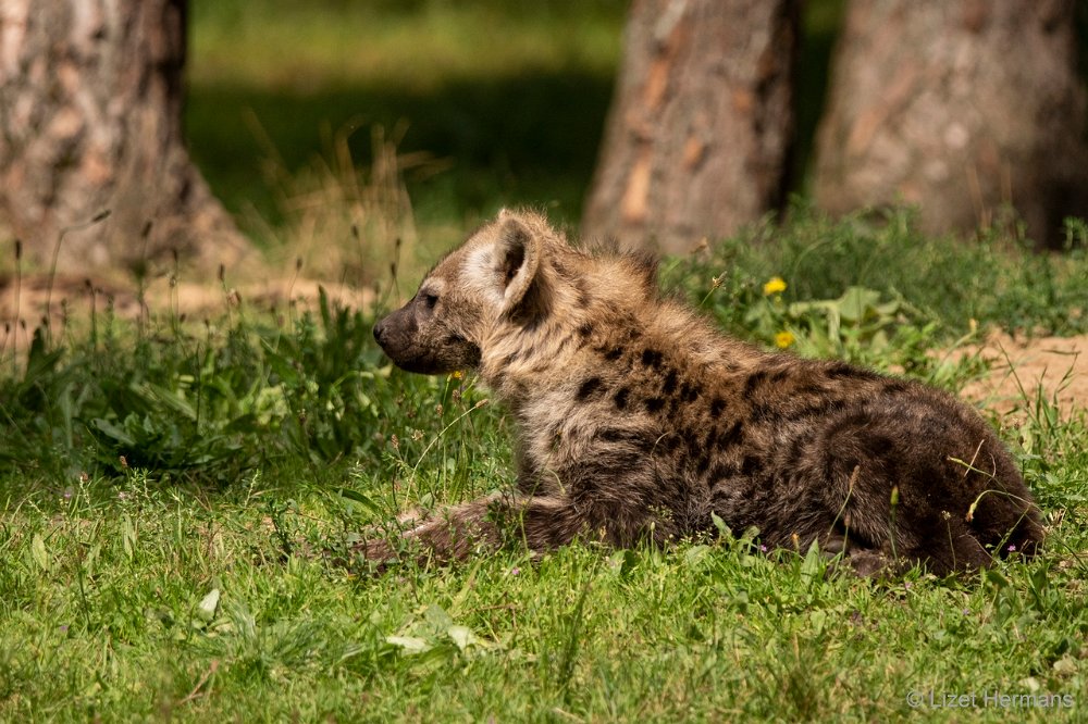 DSC00226.JPG - Gevlekte Hyena