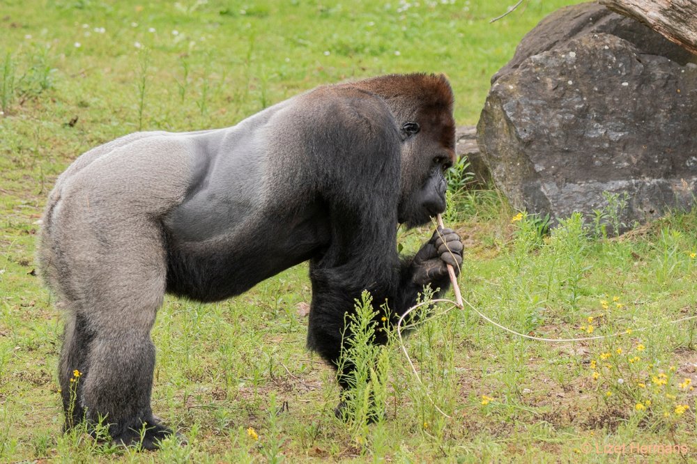 DSC00243.JPG - Westelijke laaglandgorilla