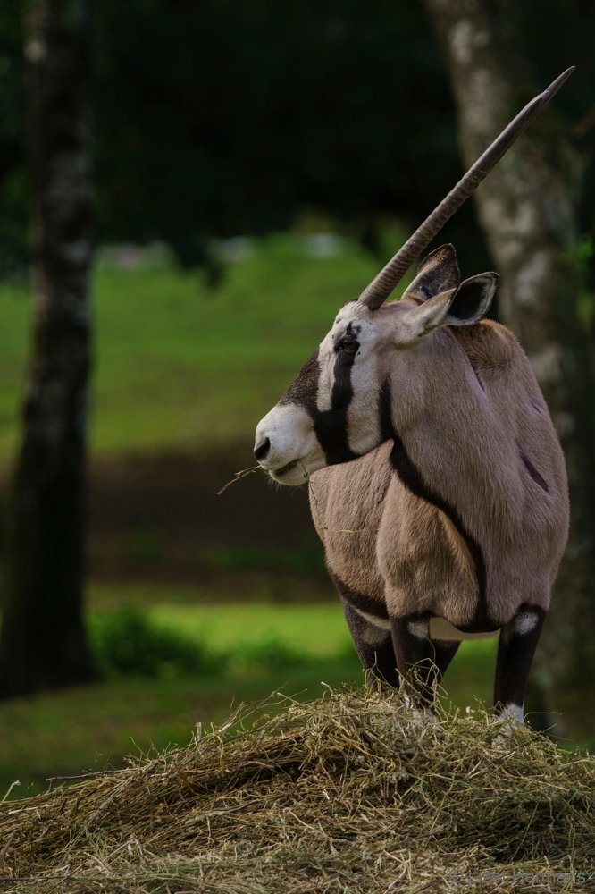 DSC00013.JPG - Gemsbok