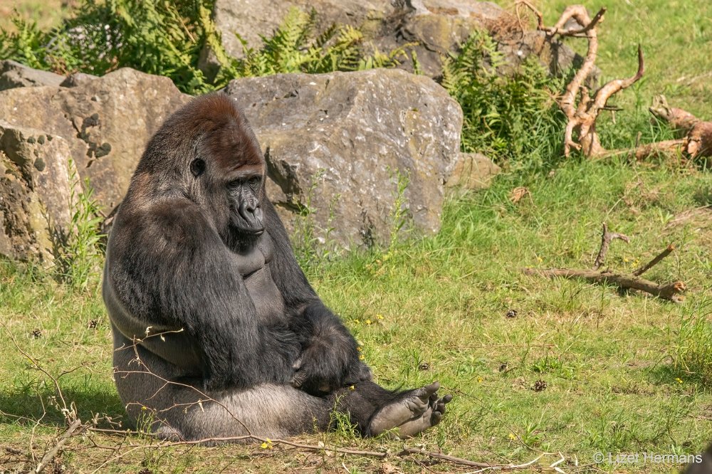 DSC00749.JPG - Westelijke Laaglandgorilla