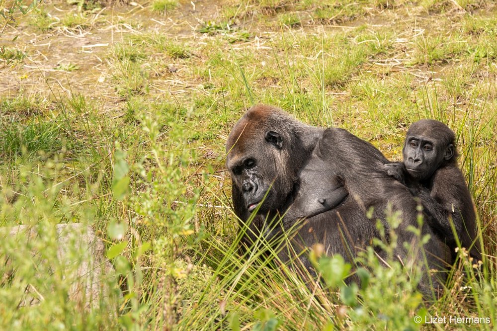 DSC00838.JPG - Westelijke Laaglandgorilla