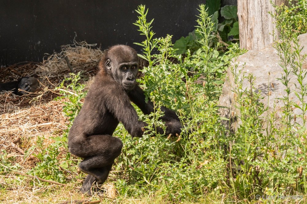 DSC00853.JPG - Westelijke Laaglandgorilla