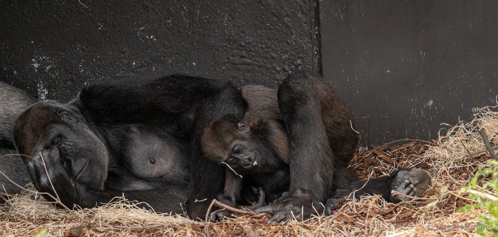 DSC00881.JPG - Westelijke Laaglandgorilla