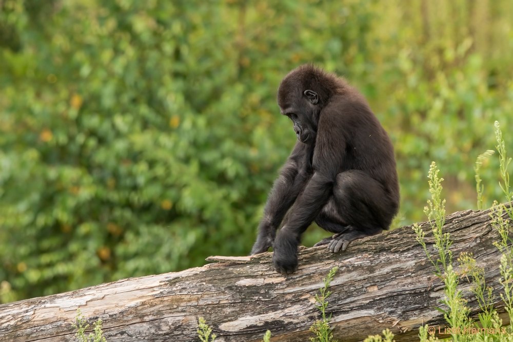 DSC00901.JPG - Westelijke Laaglandgorilla