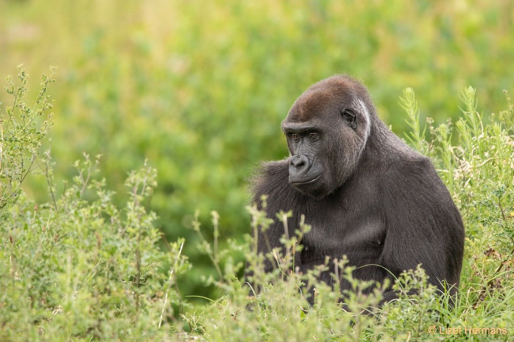 DSC00993.JPG - Westelijke Laaglandgorilla