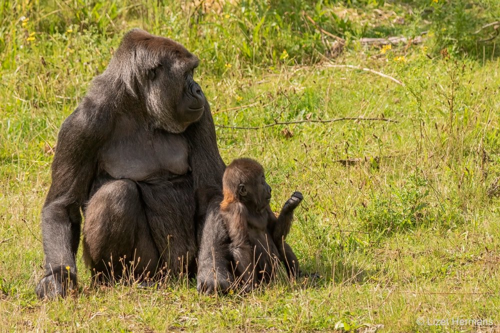 DSC01028.JPG - Westelijke Laaglandgorilla