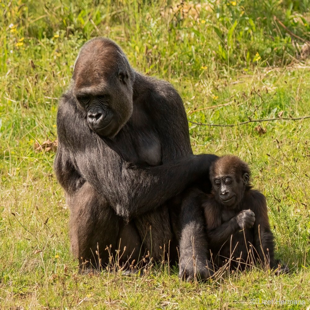 DSC01038.JPG - Westelijke Laaglandgorilla