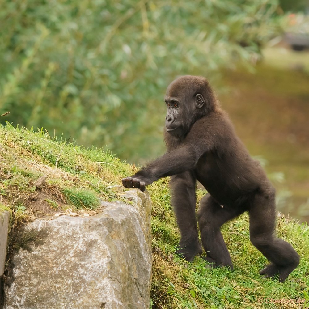 DSC00015.JPG - Westelijke Laaglandgorilla