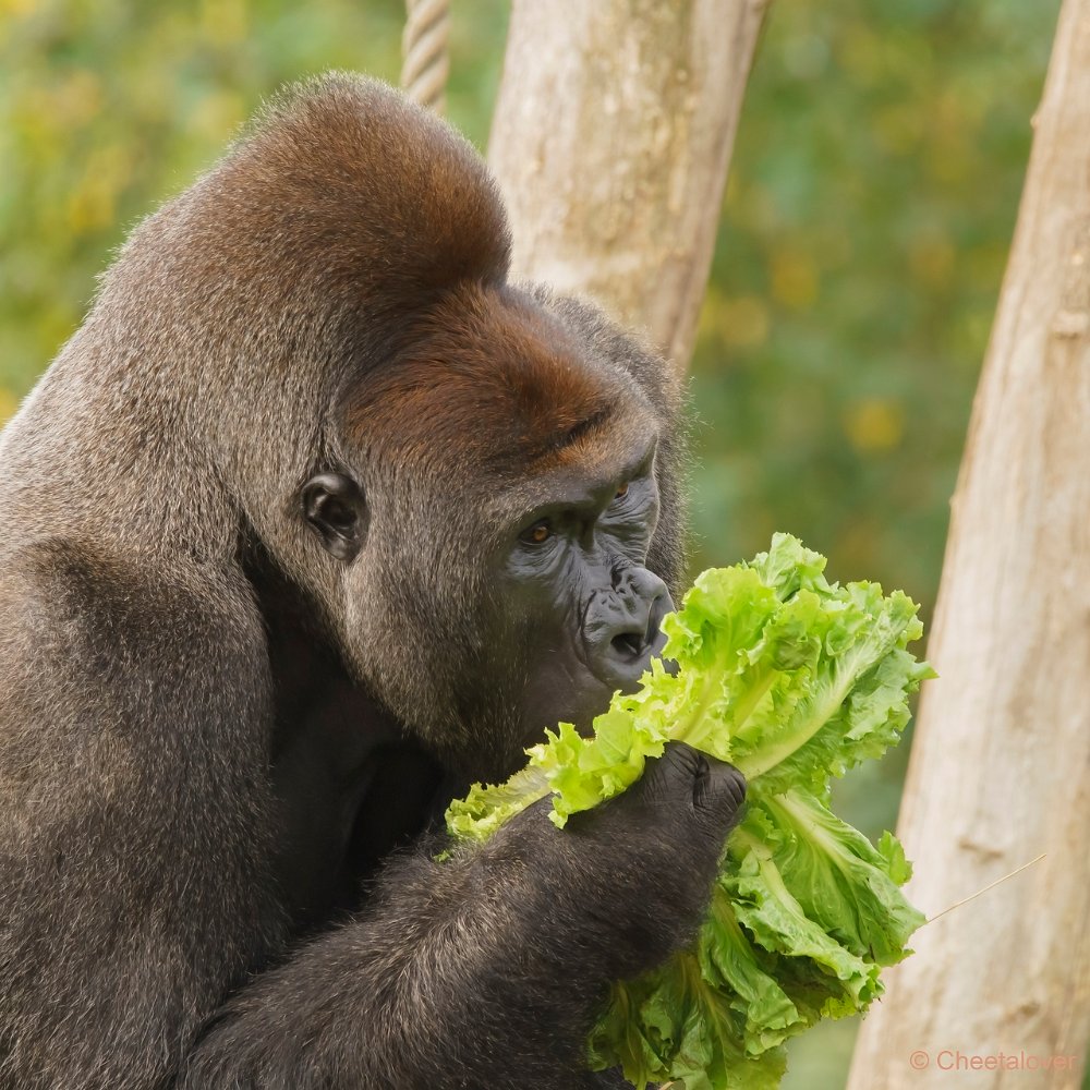 DSC00029.JPG - Westelijke Laaglandgorilla