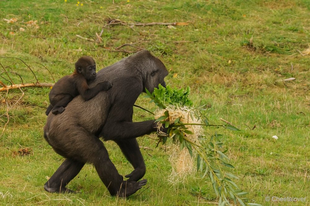 DSC00041.JPG - Westelijke Laaglandgorilla