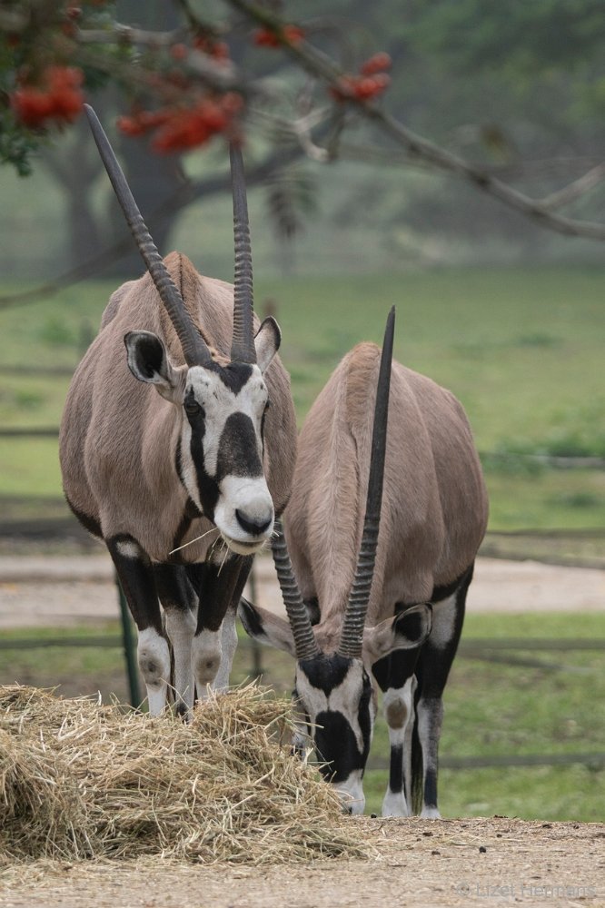 DSC00007.JPG - Gemsbok