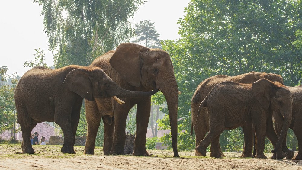 DSC01234.JPG - Afrikaanse Olifant