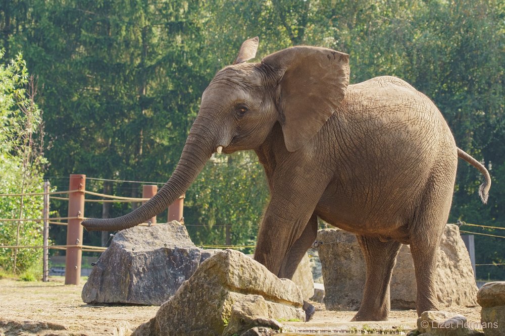 DSC01252.JPG - Afrikaanse Olifant