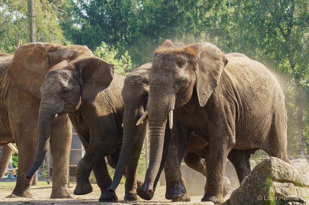 DSC01266.JPG - Afrikaanse Olifant